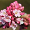 Viburnum x bodnantense Dawn-weissrosa Winterbl�her