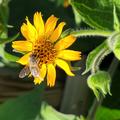 Smallanthus sonchifolius, Yacon Weiss-s�ss