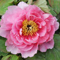 Paeonia Yin Hong Qiao Dui, Paeonia suffruticosa, Pfingstrose, Pfingstrosen, Strauchpfingstrose, Strauchpfingstrosen