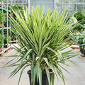 Yucca elephantipes 'Jewel' (120-140), Tuff, im 40cm Topf, H�he 130cm, Breite 75cm