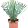 Yucca rostrata im 20cm Topf