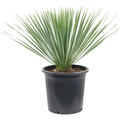 Yucca rostrata, Stamm, im 27cm Topf, H�he 65cm, Breite 55cm