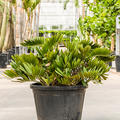 Zamia furfuracea, Busch, im 50cm Topf, H�he 90cm, Breite 110cm