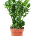 Zamioculcas zamiifolia 'Midori', Tuff, im 19cm Topf, H�he 65cm, Breite 35cm