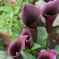 Zantedeschia calla Caruso, violett, Kalla
