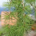 Cedrus deodara Pendula