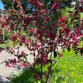 Zierapfel 'Liset', Malus x moerlandsii 'Liset'
