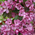 Zierapfel Malus 'Rudolph'