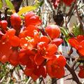 Zierquitte 'Cido' , Chaenomeles japonica 'Cido' , Bl�ten
