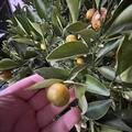 Zitrus 'Kucle', Fortunella margarita x Citrus clementina