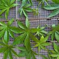 Zuckerblatt Brombeere Sugarleaf� 'Innocent', Rubus chingii var. suavissimus
