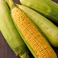 Zuckermais Ashworth, Zea mays, Gem�se