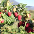 Himbeere Twotimer� 'Allyouneed'�, Rubus idaeus
