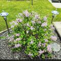 Zwerg-Duftflieder 'Bloomerang Pink Perfume'�, Syringa 'Bloomerang Pink Perfume'�