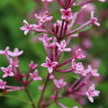 Zwerg-Duftflieder-St�mmchen 'Bloomerang Pink Perfume'�