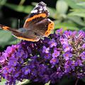 Sommerflieder, Schmetterlingsstrauch 'Purple Chip'�