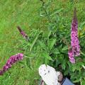 Zwerg-Sommerflieder 'Purple Chip'�, Buddleja davidii 'Purple Chip'�