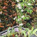 Zwergapfelbaum Maloni� Billy�, Malus domestica