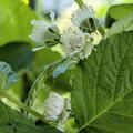 Zwerghimbeere Lowberry� 'Little Orangelina'�, Rubus idaeus