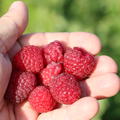Zwerghimbeere Lowberry� Little Sweet Sister� (Rubus idaeus)