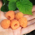 Zwerghimbeere Lowberry� 'Little Orangelina'�, Rubus idaeus