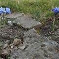 Zwergiris 'Alida', Iris reticulata 'Alida'