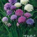 Allium schoenoprasum 'Mixed-one', Zierschnittlauch
