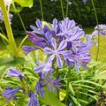 Agapanthus 'Ever Saphire', Bl�ten