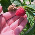 Herbsthimbeere Primeberry Autumn Best