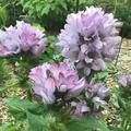Kn�¤uel-Glockenblume 'Caroline', Glockenblume, Campanula glomerata 