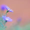 Lavendel 'Blue Dwarf', Lavandula