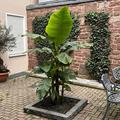 Musa Basjoo von LUBERA 2-3 Monate nach Lieferung und Auspflanzung