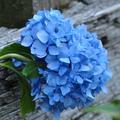 Wundersch�n blau bl�ht diese Hortensie