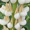 Wei�e Lupine
