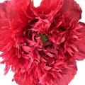 T�rkischer Mohn gef�llt