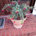 ich bin so  begeistert von meinen winterharten Fuchsien und hoffe sehr, dass sie den Winter �berstehen
