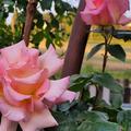 Bl�te Anfangs Juni