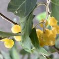 P�nktchenbeeren nur ein Jahr nach der Pflanzung 