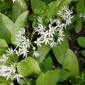 B�rlauch