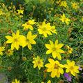 Coreopsis verticillata 'Grandiflora'