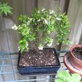 Heidelbeere Bonsai mit Bl�ten