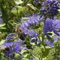 Die Bartblume - f�r Bienen ein Traum    