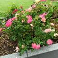 Rose Alfred Sisley�
