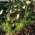 S�t sich gern selber aus