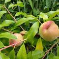 Der Pfirsichbaum steht erst das zweite Jahr bei mir, und schon hat er Fr�chte angesetzt 