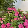Rote Sch�nheit