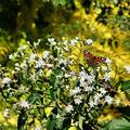 Bienenbaum wird aktuell noch rege von Bienen, Hummeln Schmetterlingen besucht. Standort: Odenwald knapp 500 m �. NN.