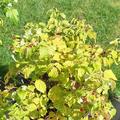 Zwerghimbeere Lowberry� Little Sweet Sister�