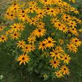 Rudbeckia fulgida variet�t deamii
