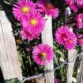 Wundersch�ner Herbstbl�her